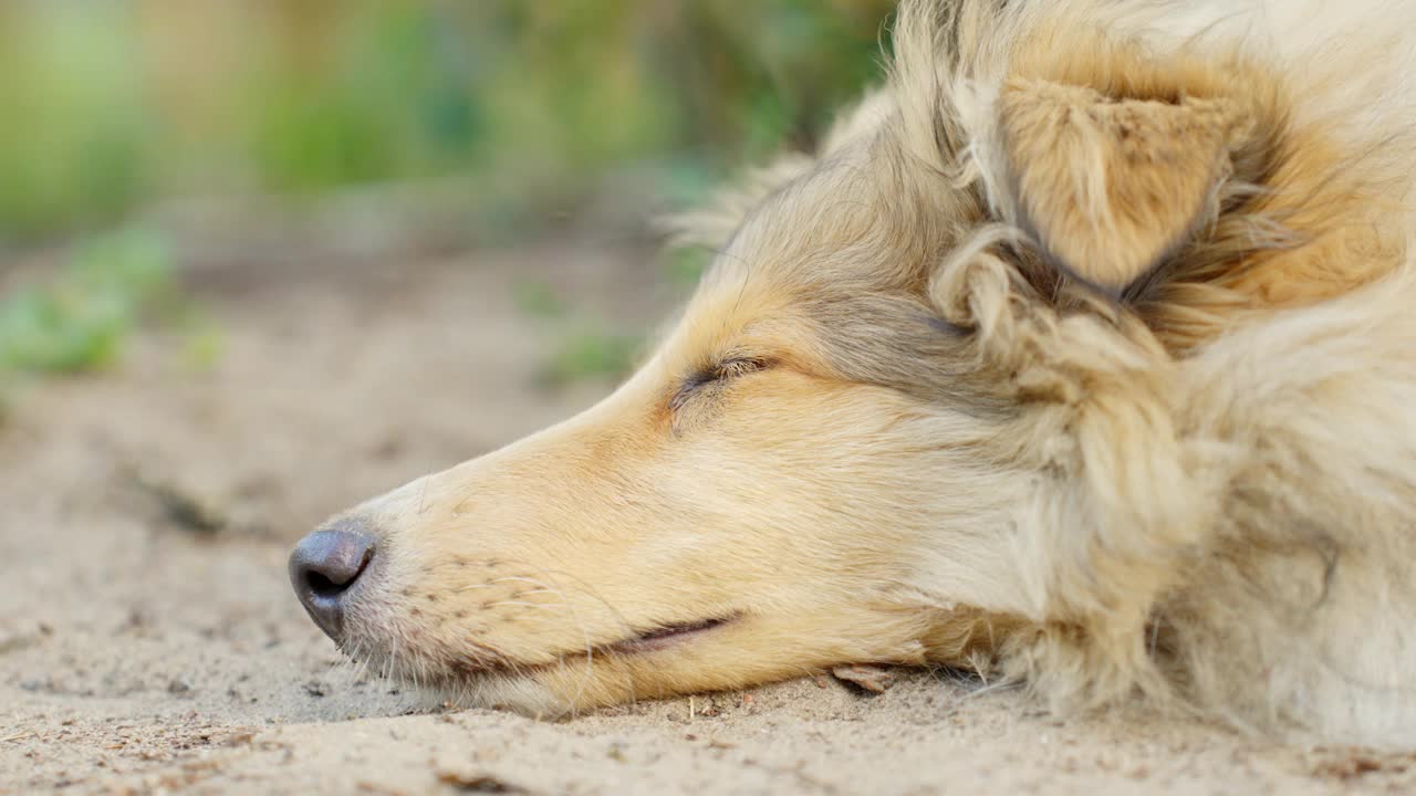 粗壮的柯利牧羊犬睡在户外的地上，特写视频素材