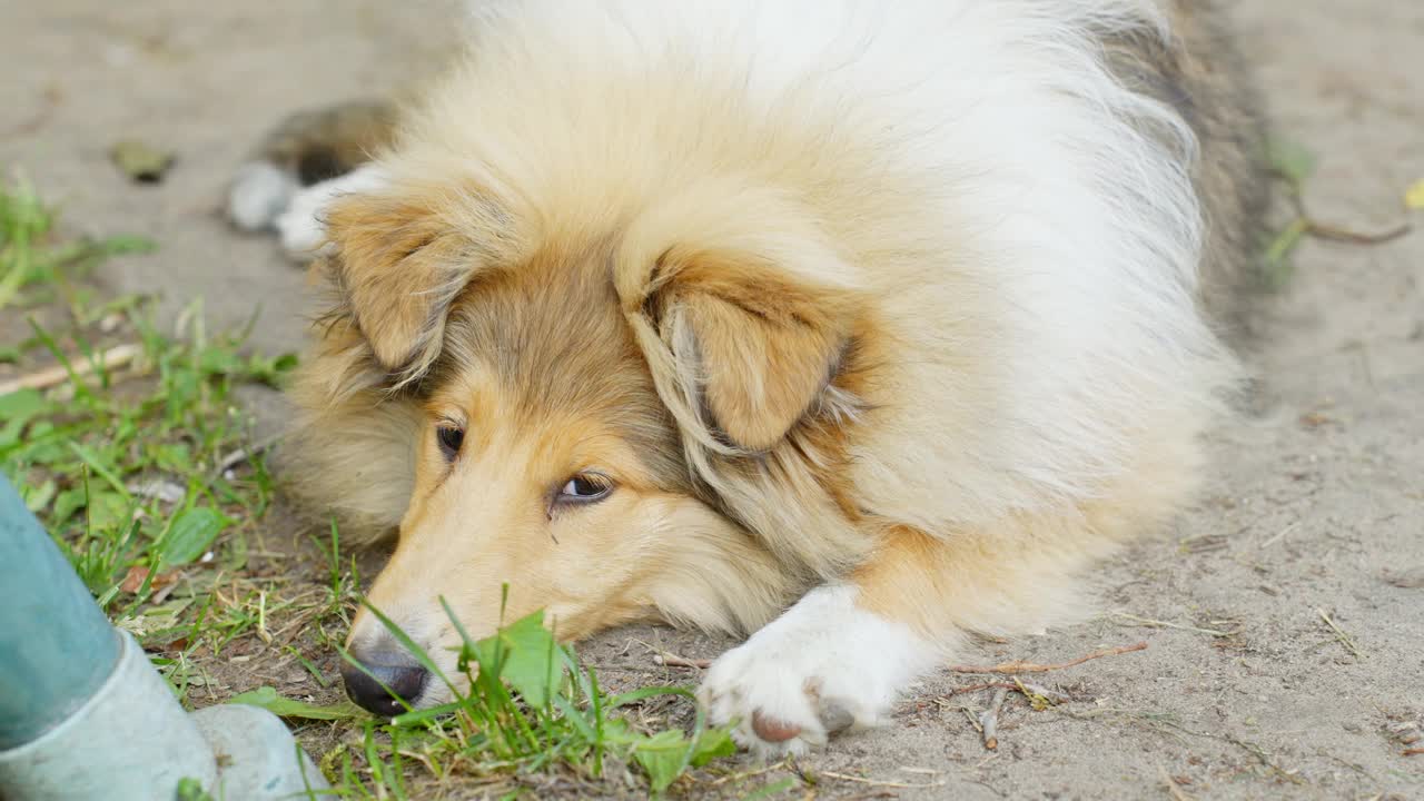 无聊的粗牧羊犬躺在地上，近距离观察视频素材