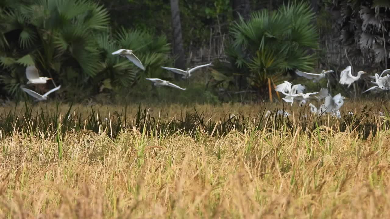 稻草玩鸟。视频素材