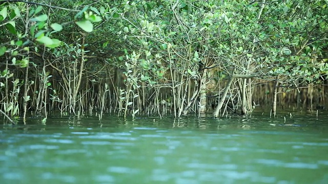 沼泽视频素材