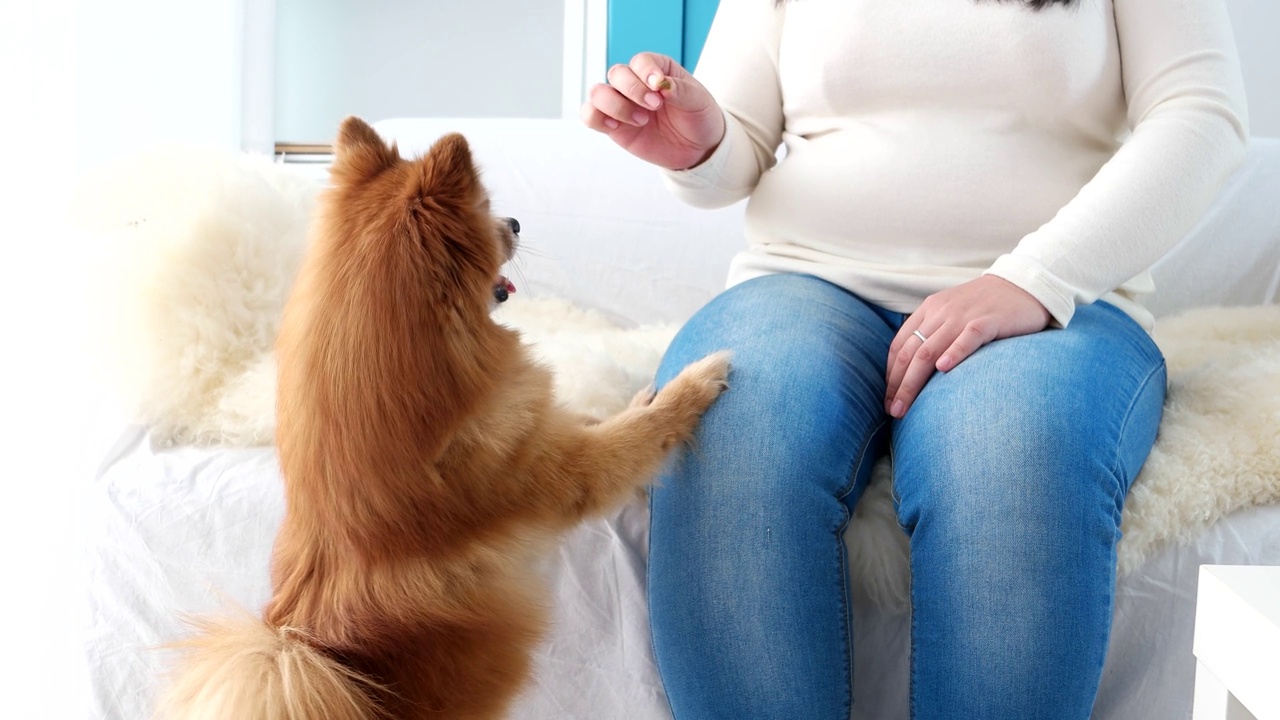 可爱的博美犬想要吃零食。视频下载