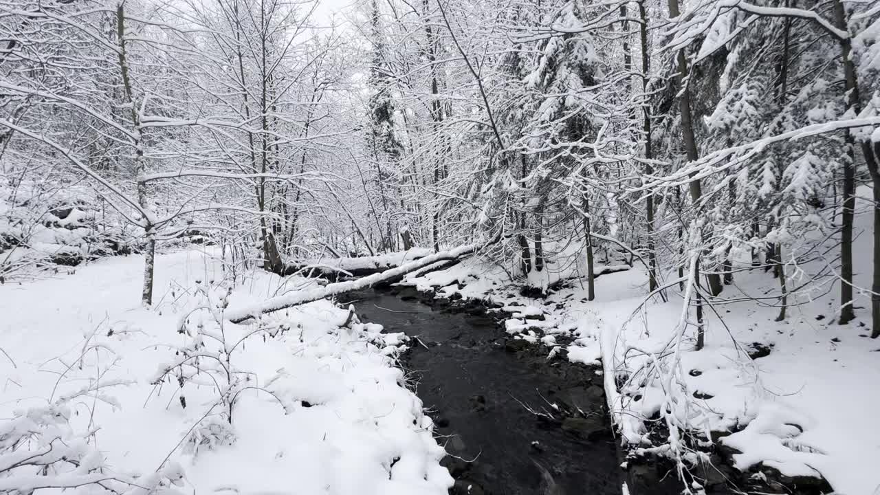 冬天在小溪上空盘旋，树木被雪覆盖视频下载