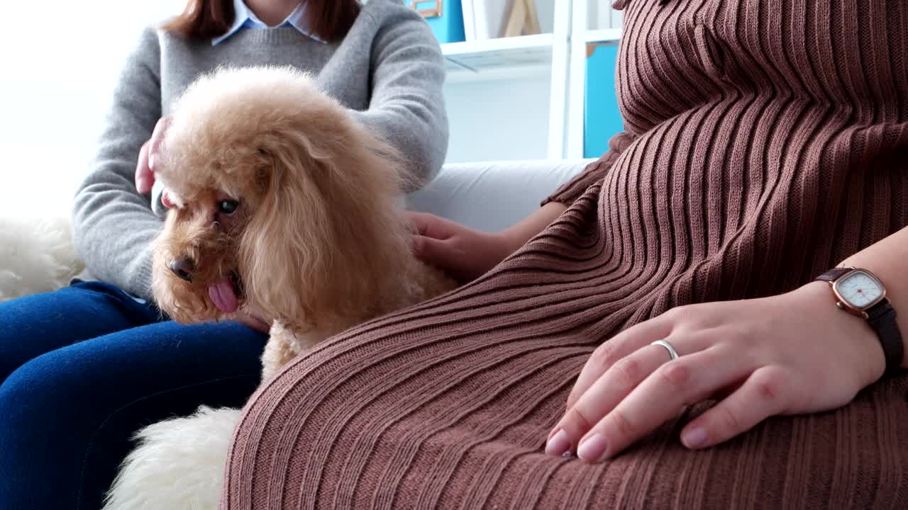 宠物主人和她的白色贵宾犬按摩视频素材