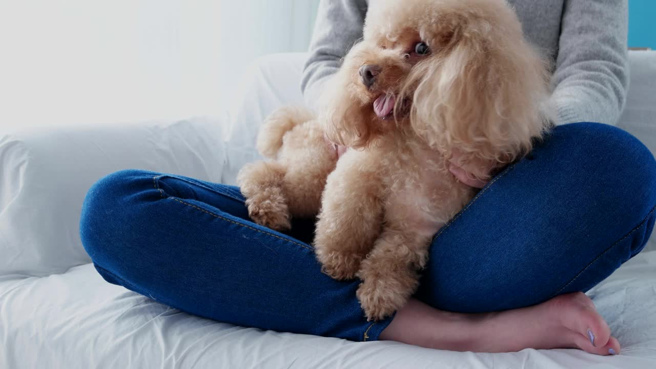 宠物主人和她的白色贵宾犬按摩视频素材