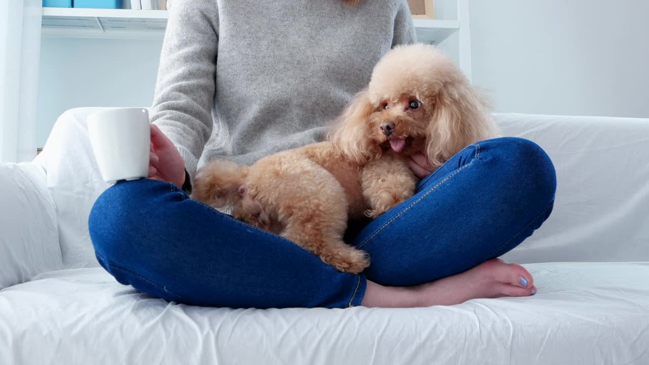 宠物主人和她的白色贵宾犬按摩视频素材