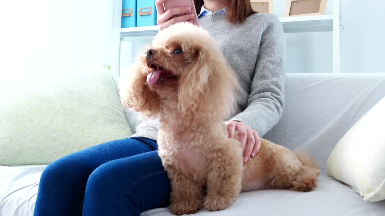 宠物主人和她的白色贵宾犬按摩视频素材