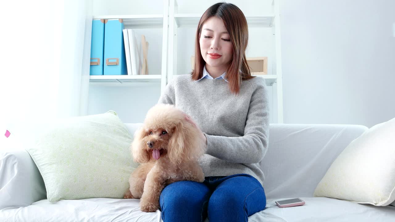 宠物主人和她的白色贵宾犬按摩视频素材