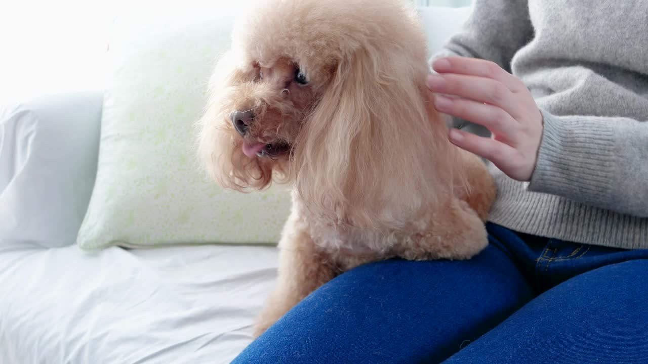 宠物主人和她的白色贵宾犬按摩视频素材