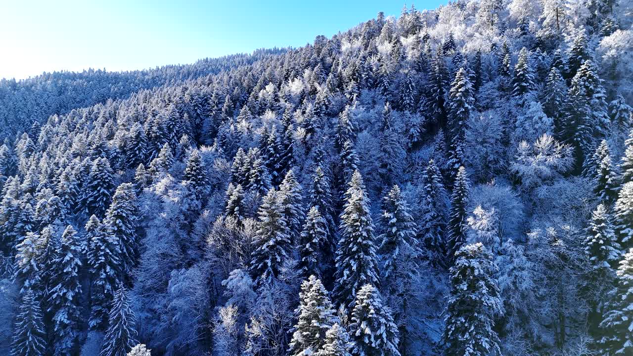 从空中低空俯瞰孚日山脉白雪皑皑的冬季森林树木视频素材