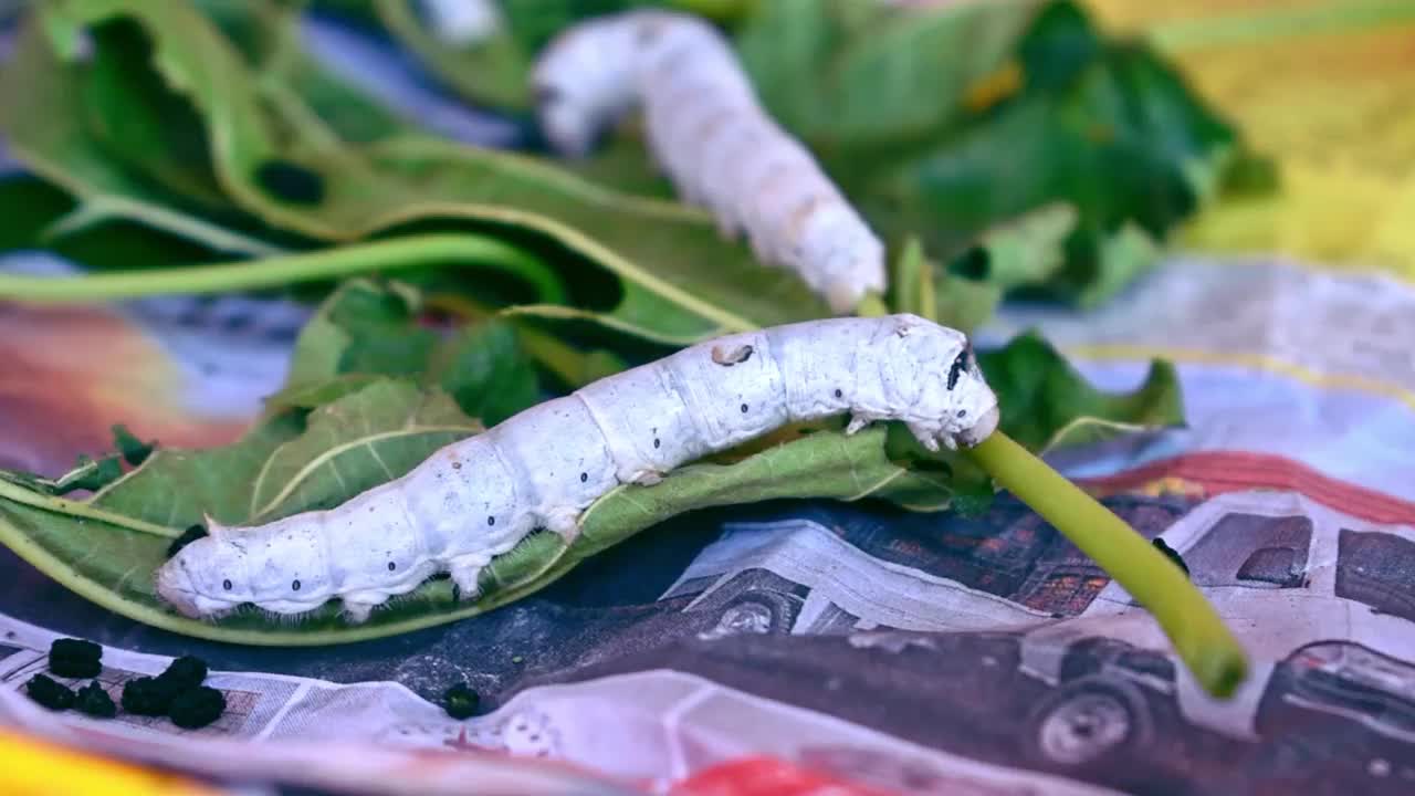 蚕在吃桑树的叶子。高质量的镜头。视频素材