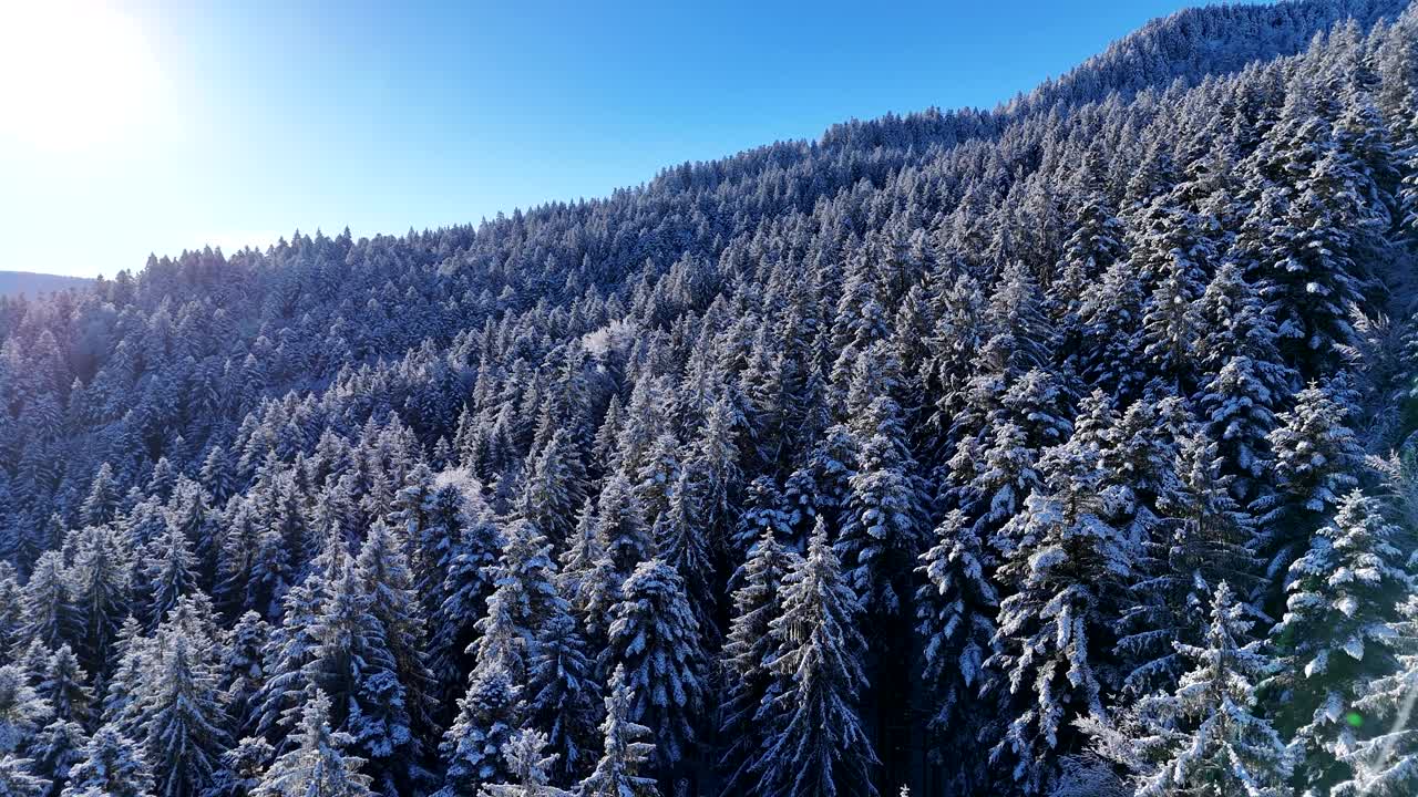 从空中低空俯瞰冰雪覆盖的冬季森林树木和孚日山脉的蓝天视频素材