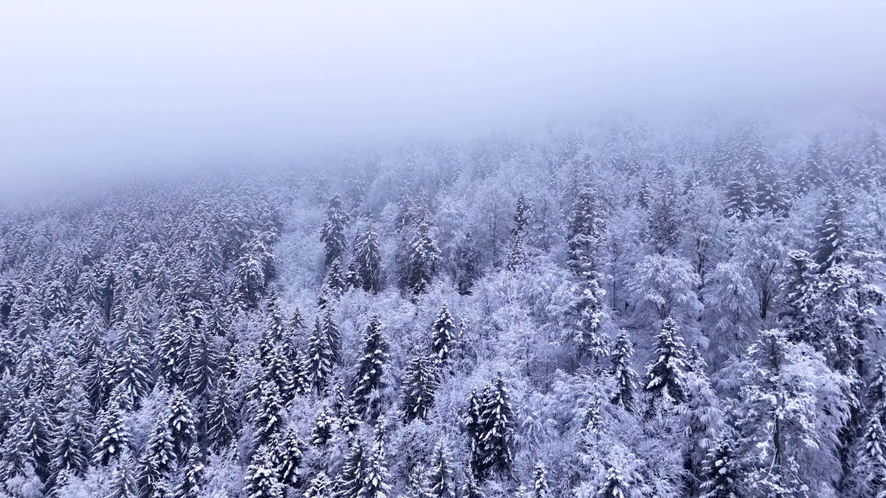 空中缓慢飞越一个忧郁的冬季森林覆盖在雪进入厚云4K视频素材