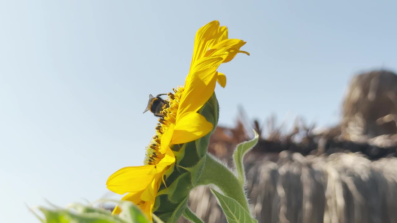 大黄蜂正在给向日葵授粉视频素材