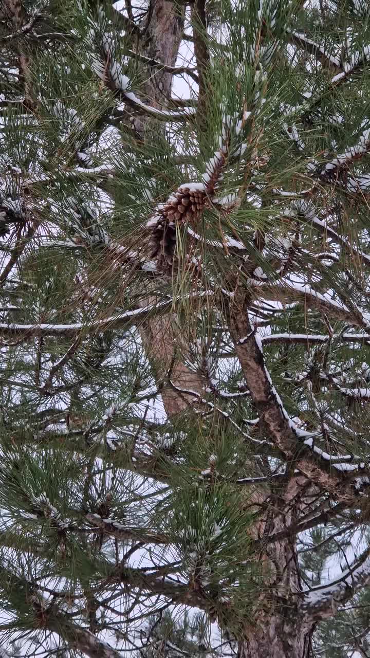 松树的树枝上有针和球果，上面覆盖着雪。冬天在森林里视频素材