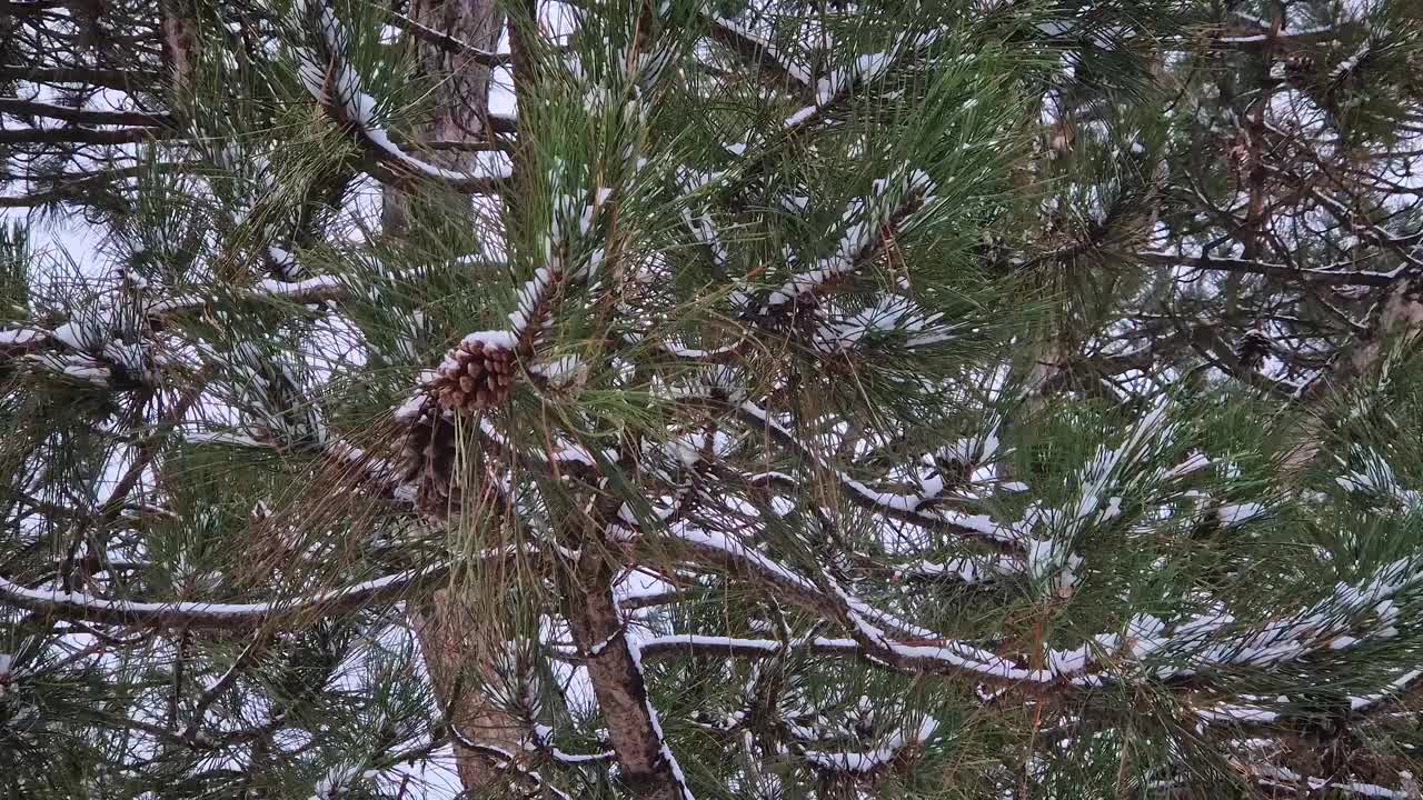 松树的树枝上有针和球果，上面覆盖着雪。冬天在森林里视频素材