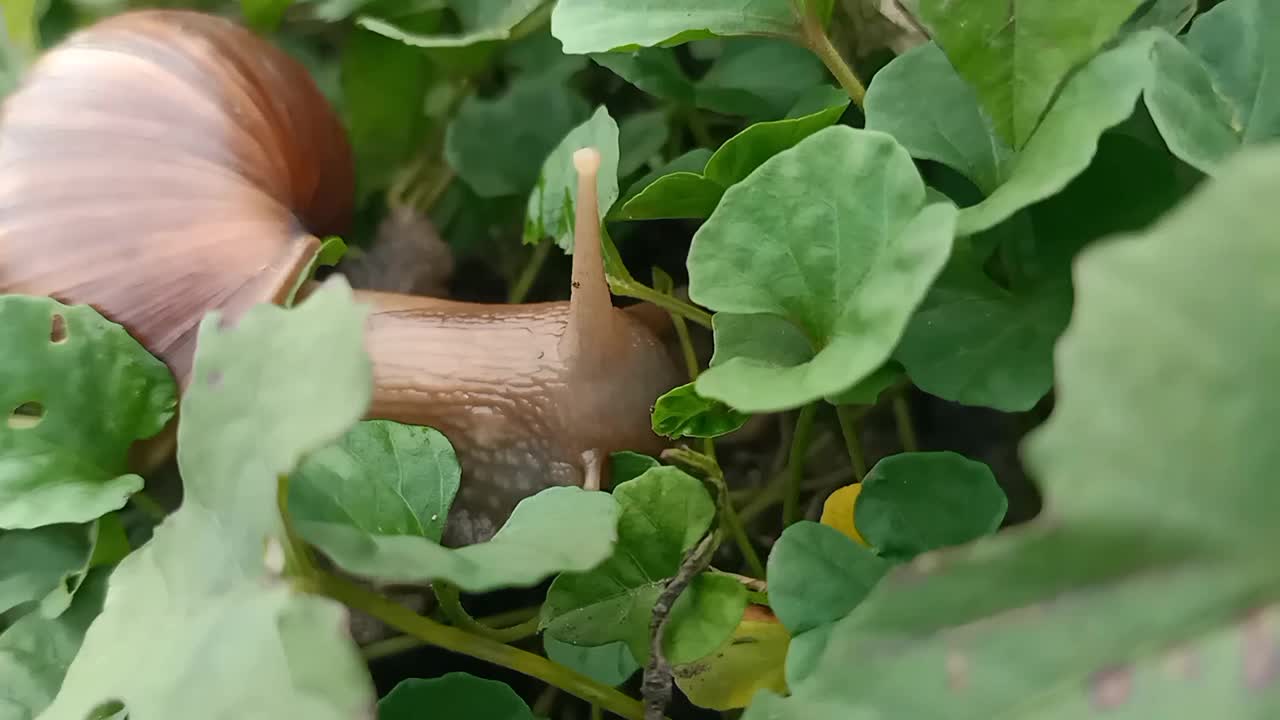 蜗牛正在吃植物的叶子视频下载