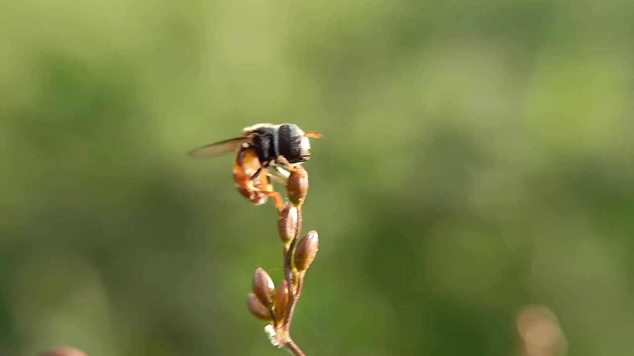 花飞视频下载