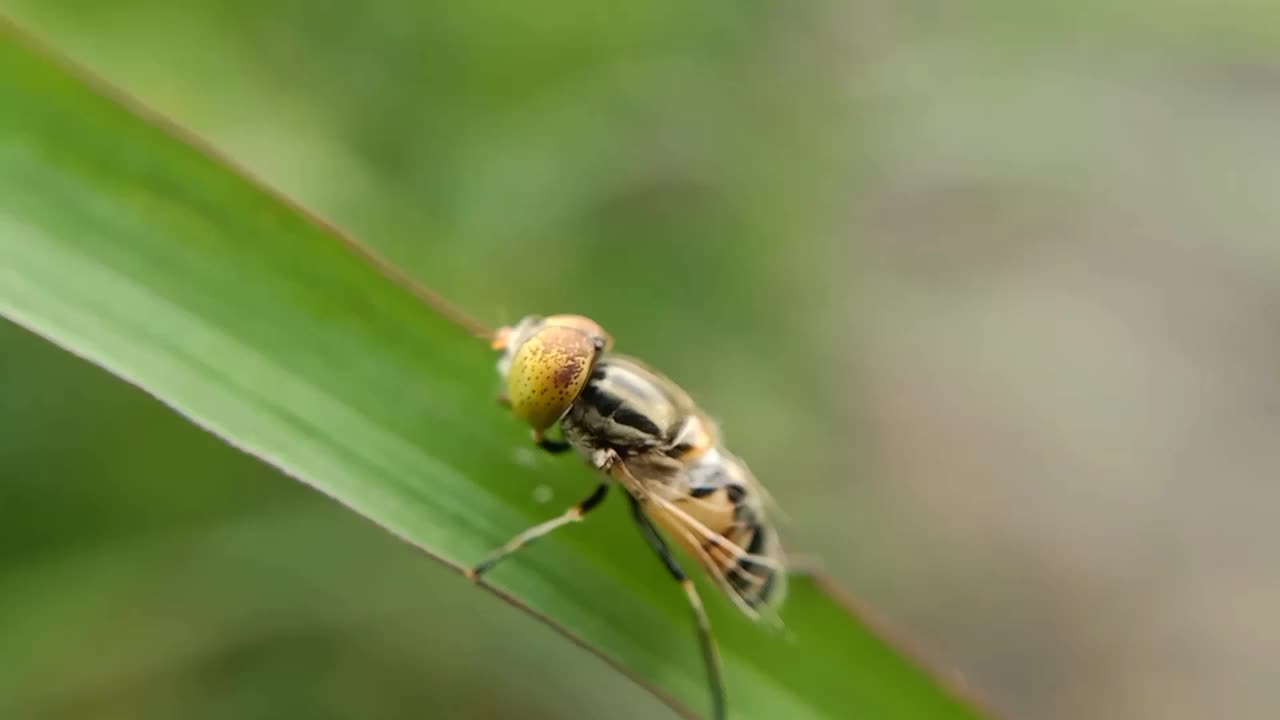 Eristalinus megacephalus视频下载