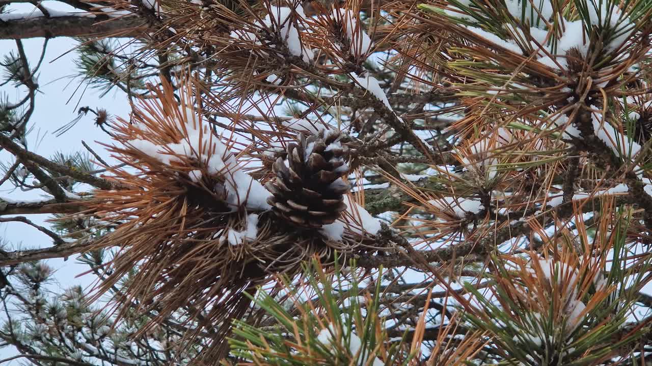 松树树枝上的针叶和球果被雪覆盖着。冬天在森林里视频素材