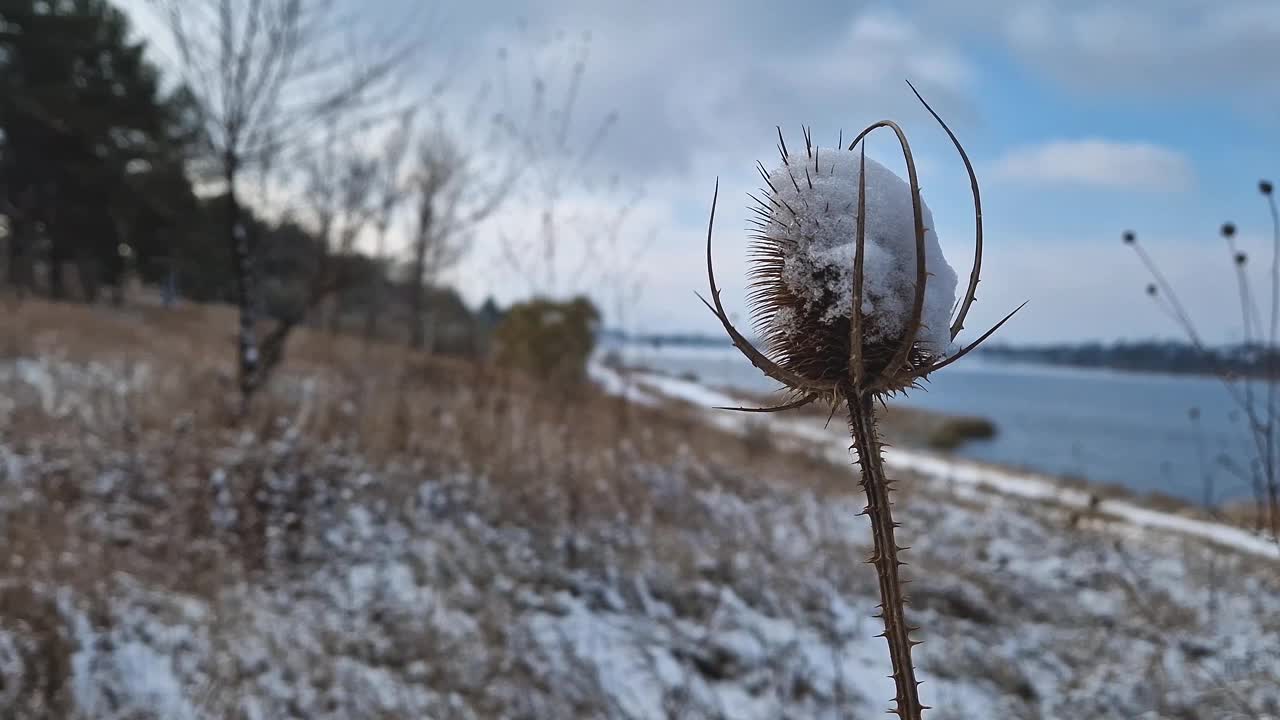 近距离拍摄被雪覆盖的干绒线植物。冬季冻融草原蓟视频素材