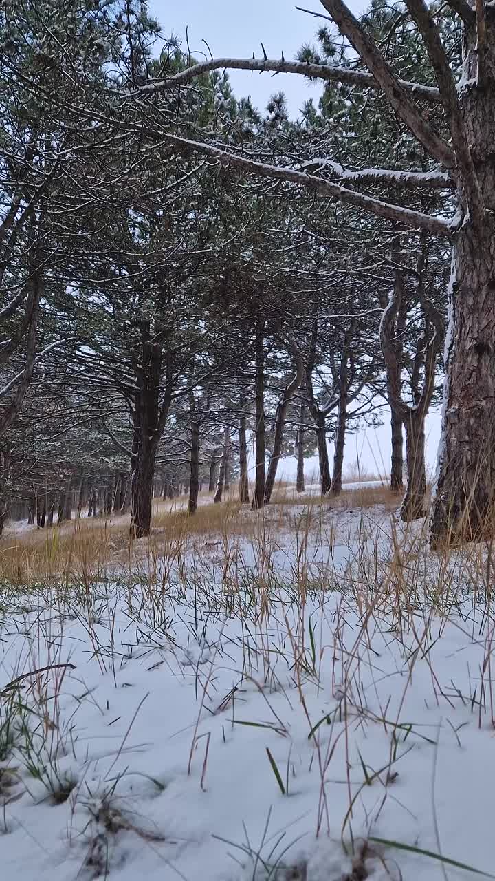 美丽的冬景在松林，干草和树枝覆盖着雪视频素材