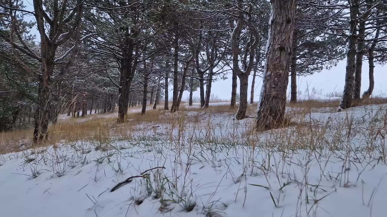 美丽的冬景在松林，干草和树枝覆盖着雪视频素材