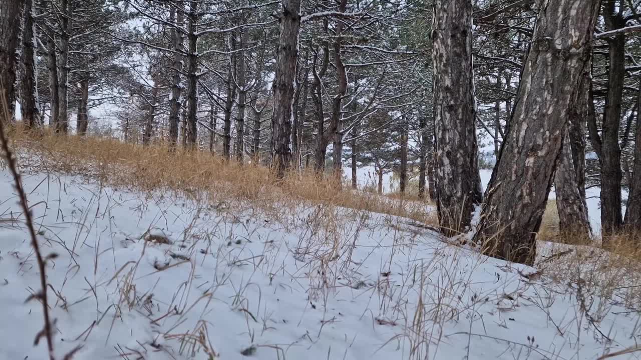 美丽的冬景在松林，干草和树枝覆盖着雪视频素材