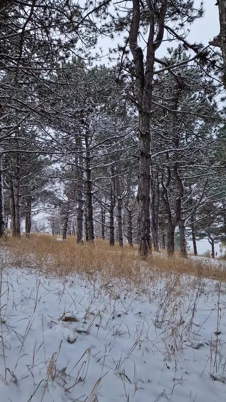 美丽的冬景在松林，干草和树枝覆盖着雪视频素材