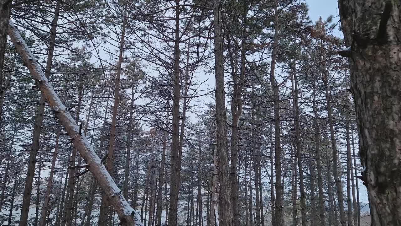 冬天的景象在白雪覆盖的松林里。高大的针叶树在暴风雪中倒下了视频素材