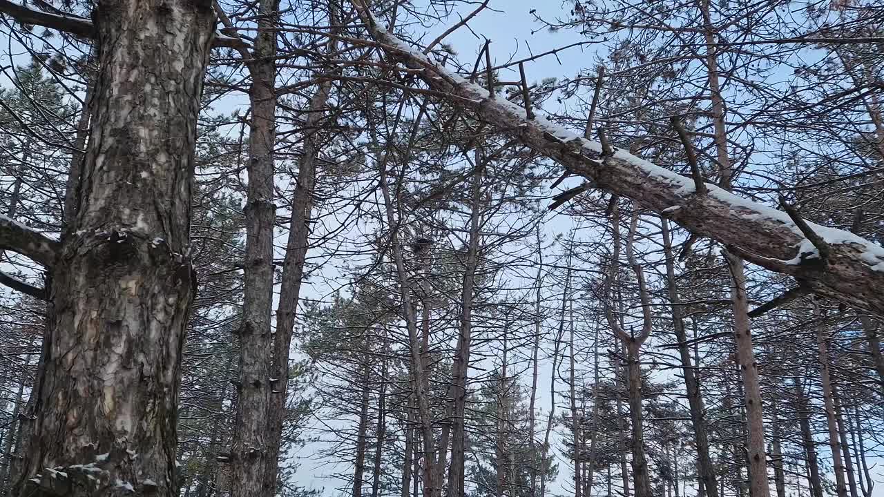 冬天的景象在白雪覆盖的松林里。高大的针叶树在暴风雪中倒下了视频素材