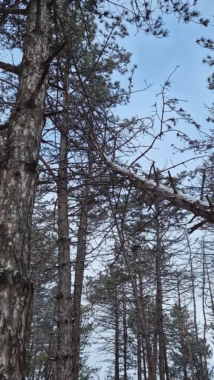 冬天的景象在白雪覆盖的松林里。高大的针叶树在暴风雪中倒下了视频素材