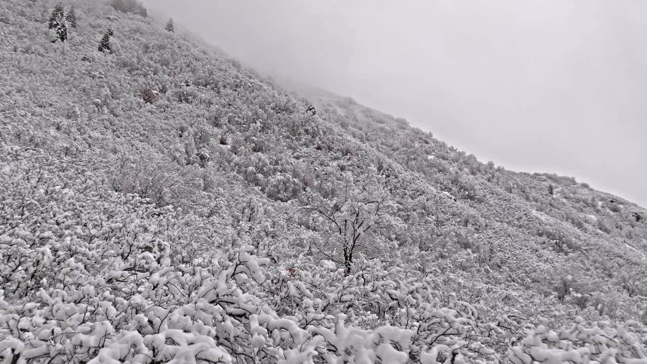 山谷山边的树木和灌木被雪覆盖，灰色的天空下洁白的冬季图案视频素材