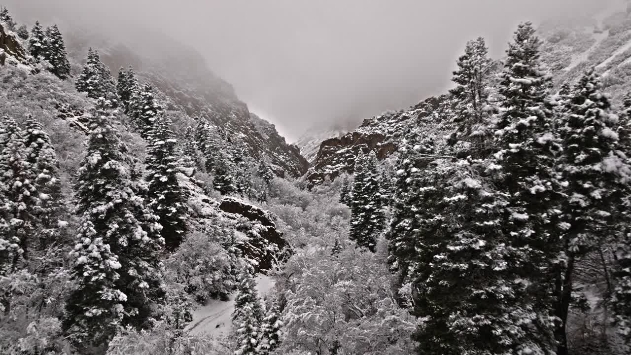 积雪覆盖的松树和灌木在多云的灰色阴天徒步旅行路线，航拍摄影视频素材