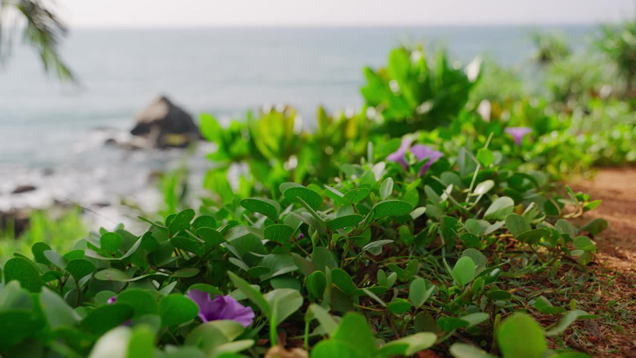 郁郁葱葱的沿海植物群，在宁静的海边开着鲜艳的紫色花朵。异国情调的热带海滩景观，宁静的自然风光。宁静的海景，海滨植物，海景，自然环境。视频素材