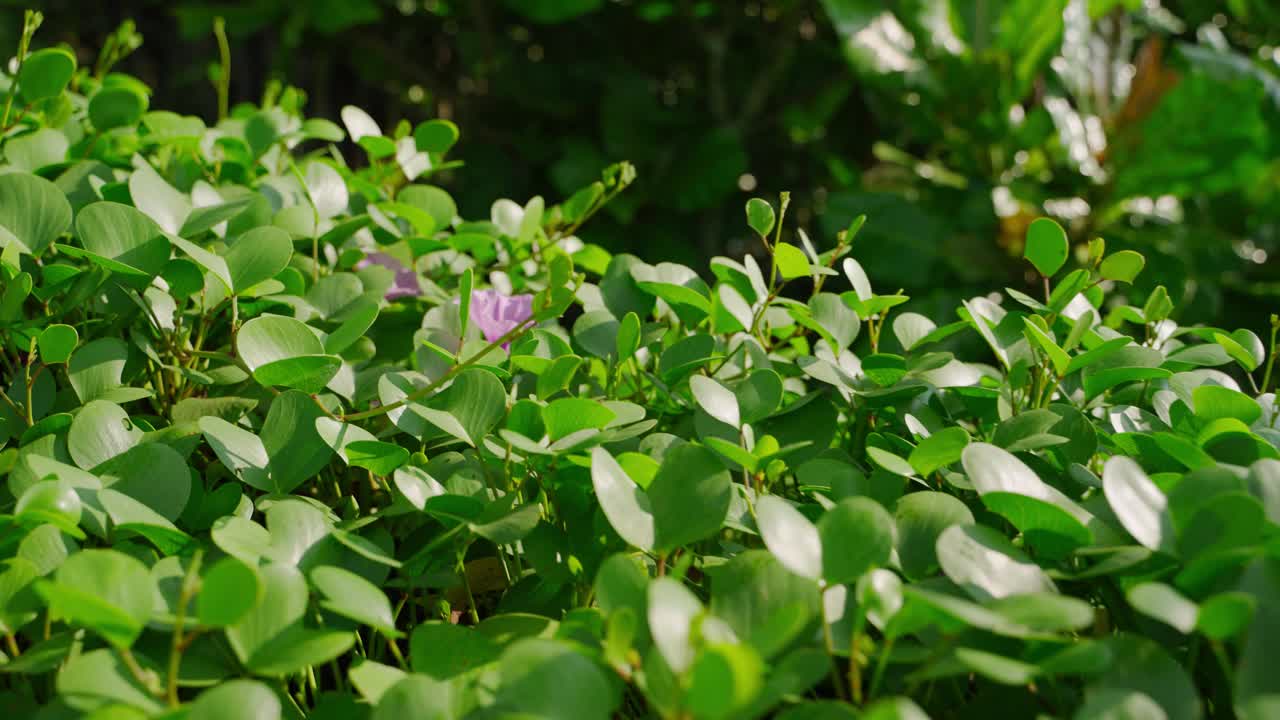 郁郁葱葱的绿叶和充满活力的紫色牵牛花盛开。阳光透过树叶，在花园环境中凸显自然美。植物生长，季节性户外栖息。视频素材