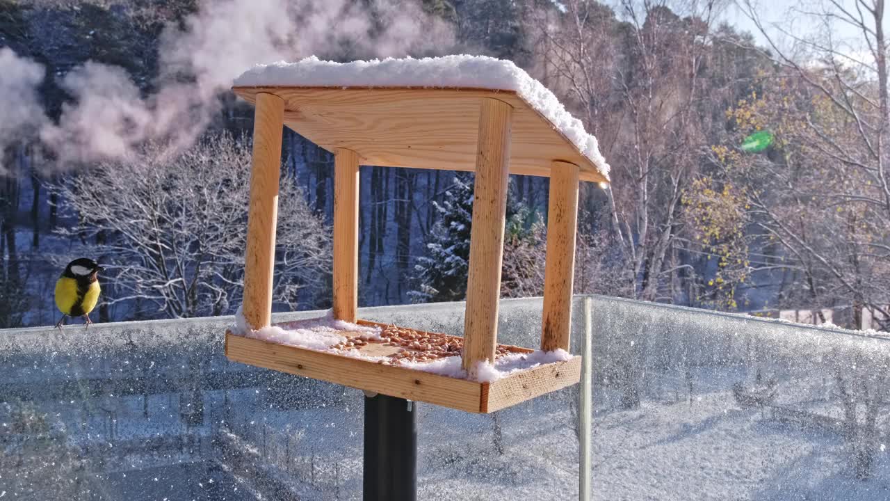 一群美丽的欧亚蓝山雀雀鸟正在吃冬季喂食箱里的葵花籽视频素材