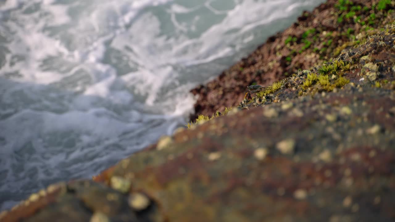 海浪冲击着长满苔藓的岩石。海面浪花起，海岸自然风光。动态海景，海边环境。波浪，运动，自然背景。海岸侵蚀，自然力量在起作用。视频素材