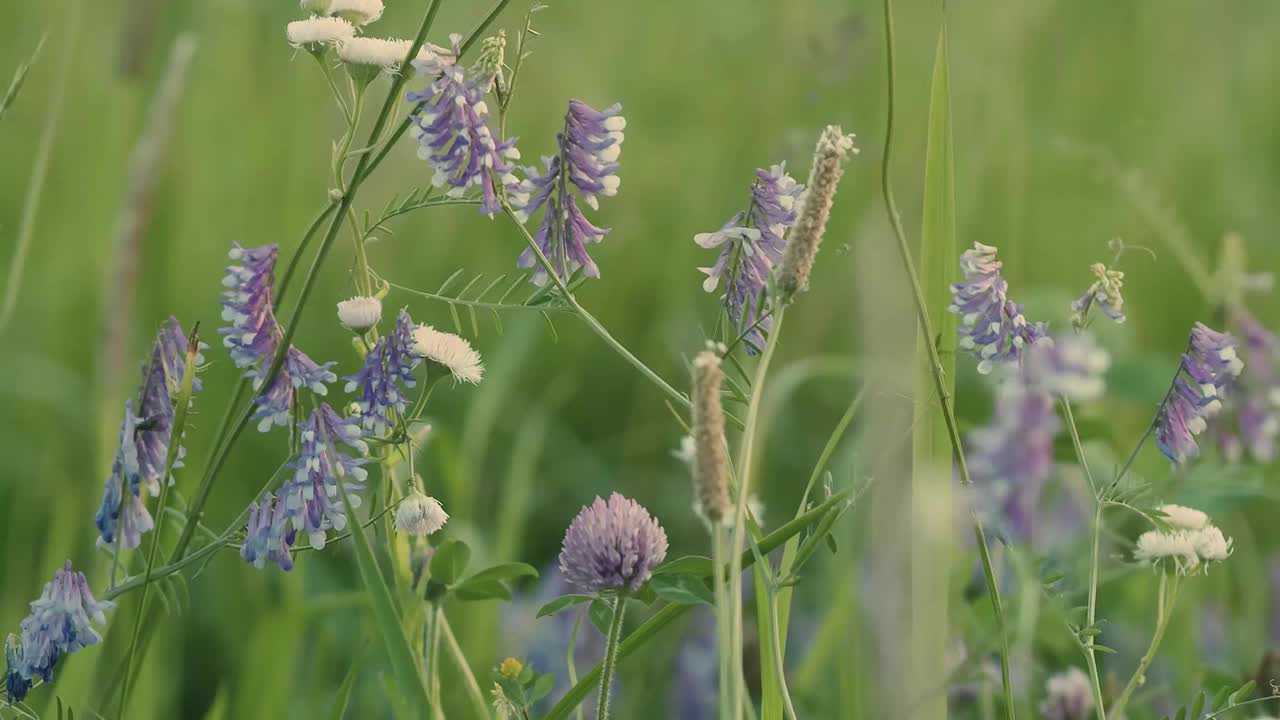 近距离的薰衣草花盛开的农场股票视频视频素材