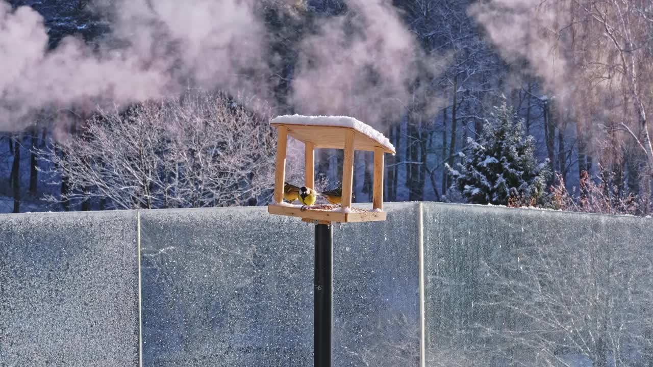 一群美丽的欧亚蓝山雀雀鸟正在吃冬季喂食箱里的葵花籽视频素材