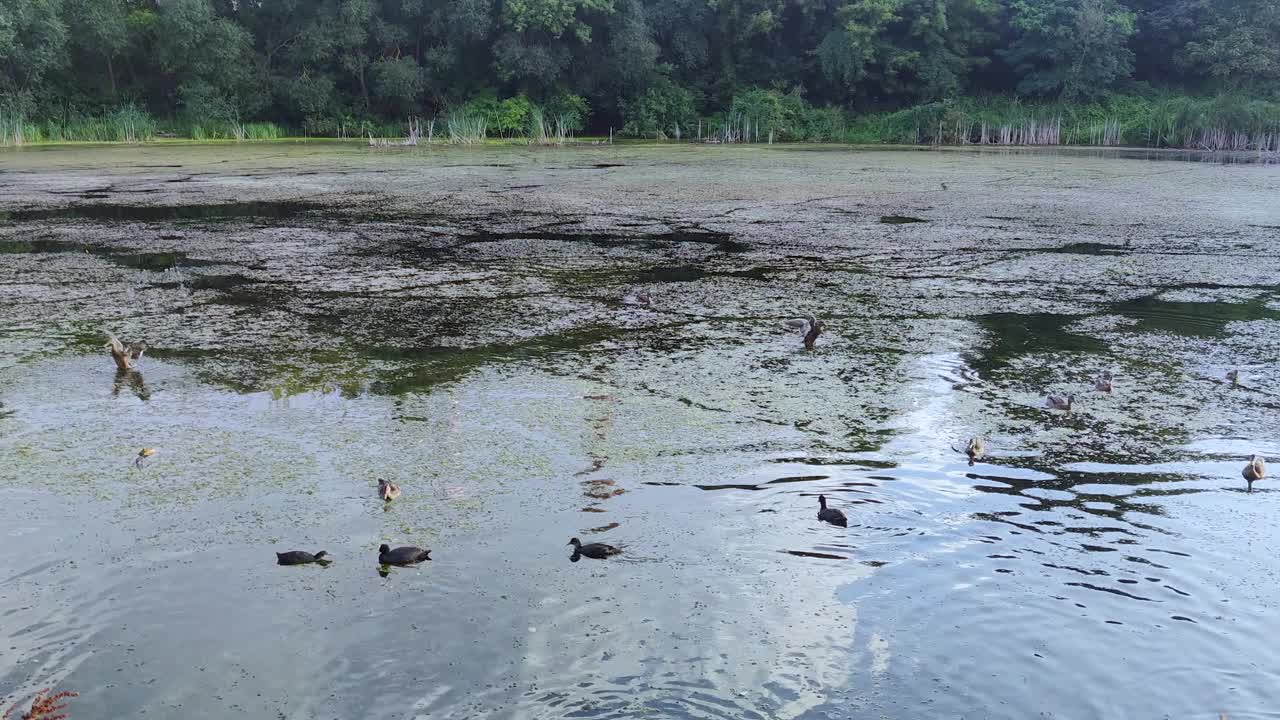 鸭子在湖上。令人惊叹的景色，湖中有鸟，美极了视频素材