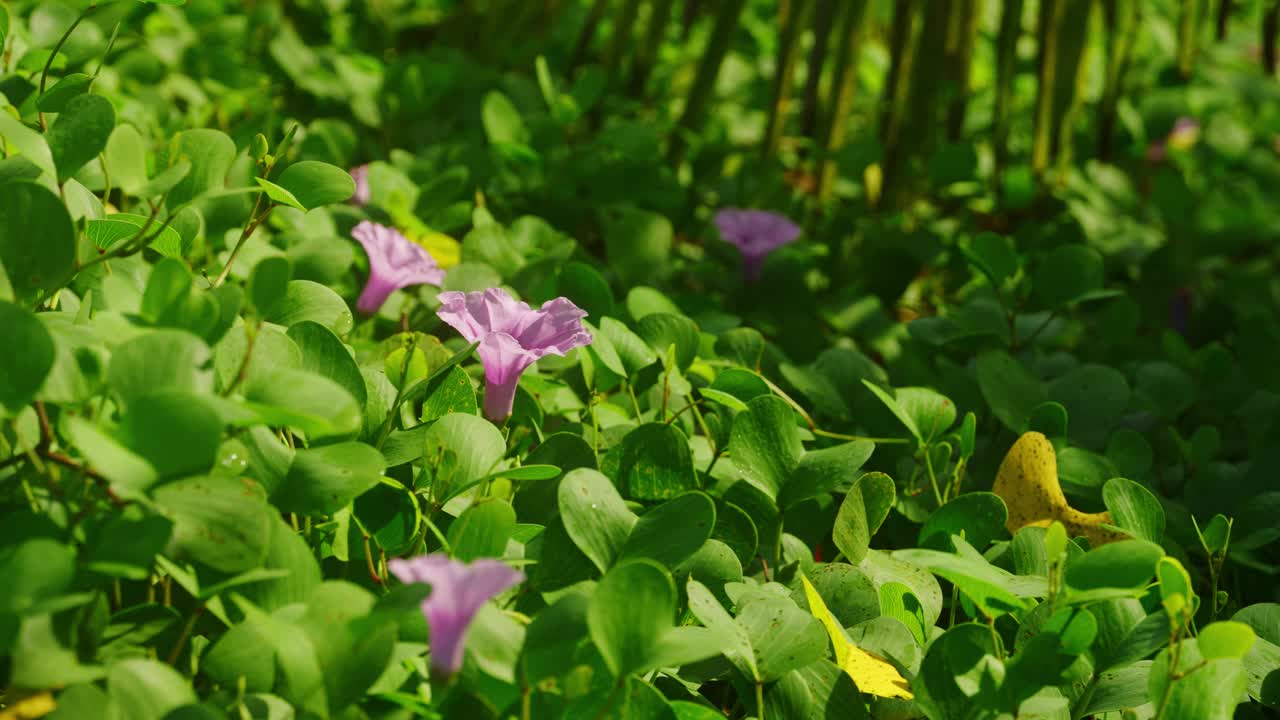 郁郁葱葱的绿叶，鲜艳的紫色花朵在阳光下绽放。植物园美景，大自然美景。花卉背景健康，景观设计，自然宁静。视频素材