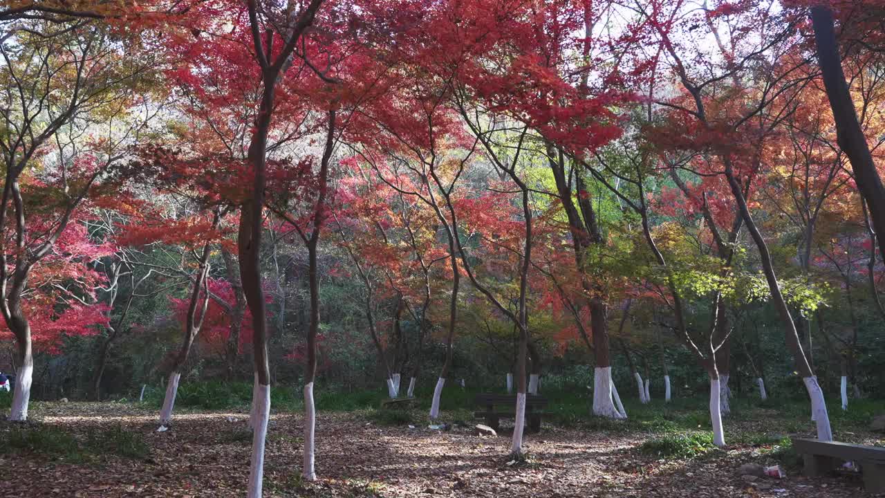 五彩枫林视频素材