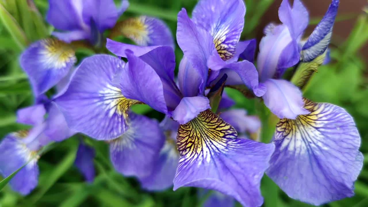 紫鸢尾花视频素材