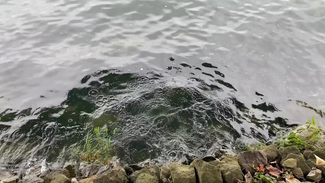 鸟羽湖海滩的水、沙和波。视频素材