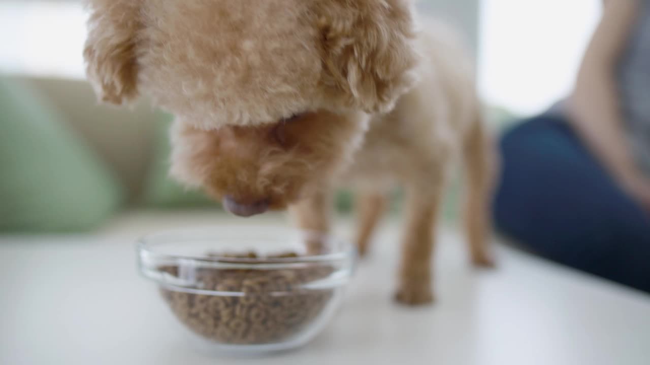 可爱的小狗狮子狗吃食物。视频素材