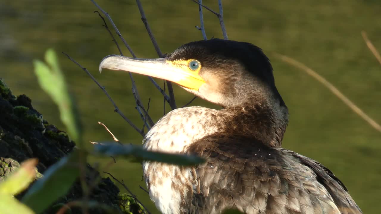 大鸬鹚，长肢鸬鹚。近距离拍摄的肖像。大鸬鹚，Phalacrocorax carbo，被称为大黑鸬鹚，或黑毛鸬鹚。视频素材