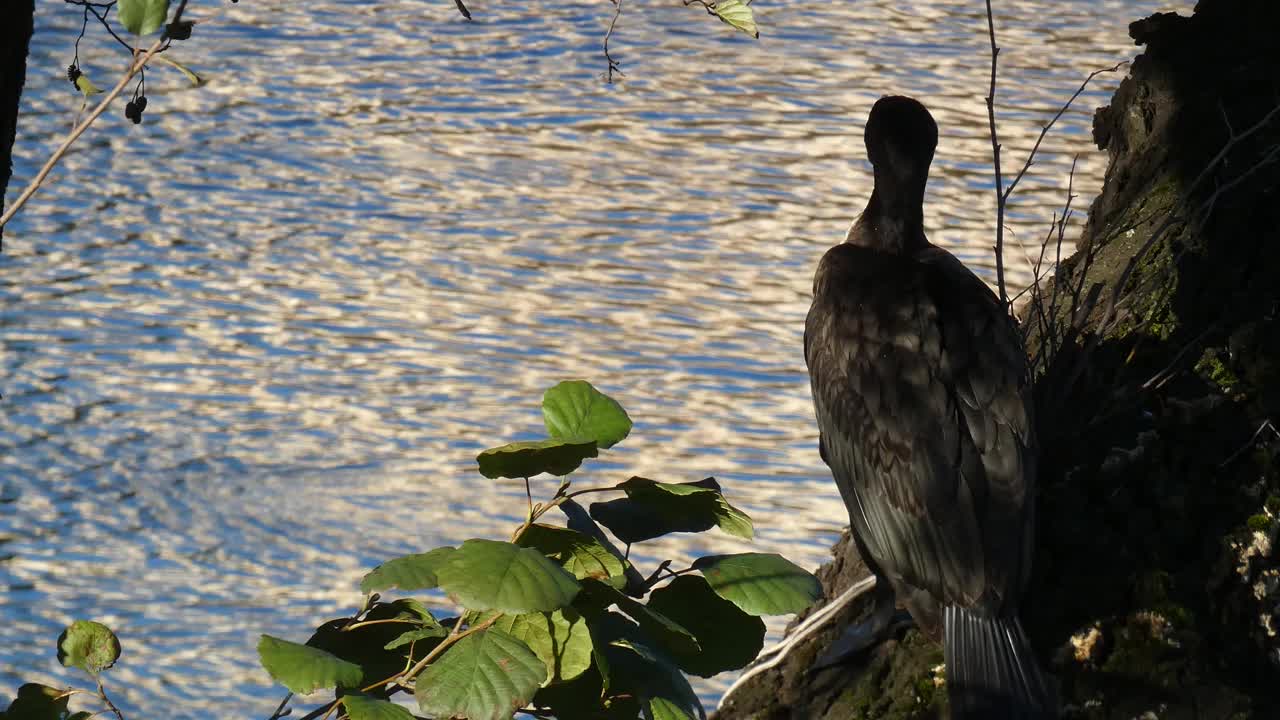 大鸬鹚，长肢鸬鹚。近距离拍摄的肖像。大鸬鹚，Phalacrocorax carbo，被称为大黑鸬鹚，或黑毛鸬鹚。视频素材