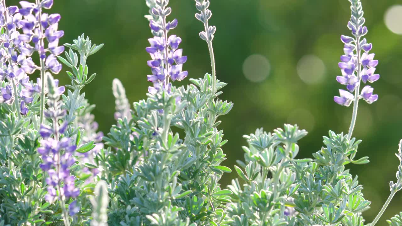 银羽扇豆属(Lupinus argenteus)，美丽的豌豆状蓝色野花盛开视频素材