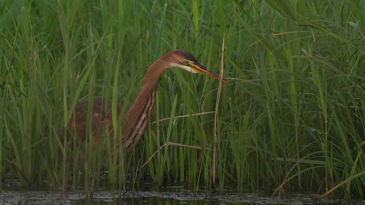 一只幼年紫鹭(Ardea purpurea)在湿地抓了一条小鱼，消失在芦苇丛中视频素材