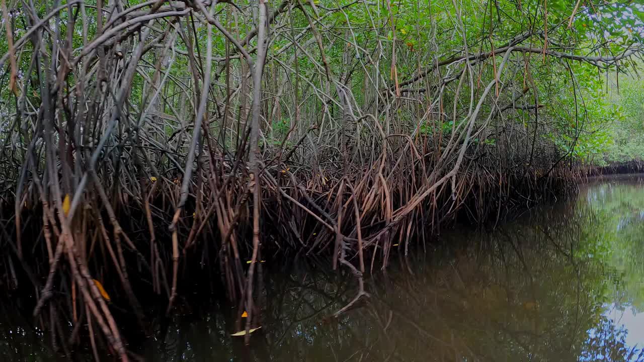 红树林，伦邦根岛，巴厘岛，印度尼西亚视频下载